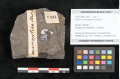 Foto (Objekt + Etikett) von Carpinus macroptera Brongniart (NHMW-GEO-2024-0188-11431)